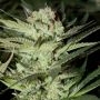 Mozarella Feminized Marijuana Strain by G13 Labs For Sale Online at Cannabis Seeds Outlet