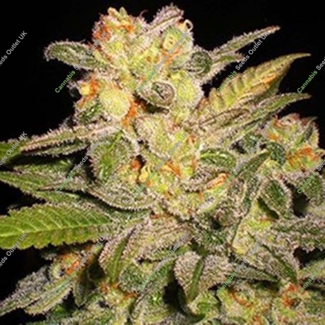 NL Auto Feminized Marijuana Strain by G13 Labs For Sale Online at Cannabis Seeds Outlet