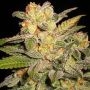NL Auto Feminized Marijuana Strain by G13 Labs For Sale Online at Cannabis Seeds Outlet