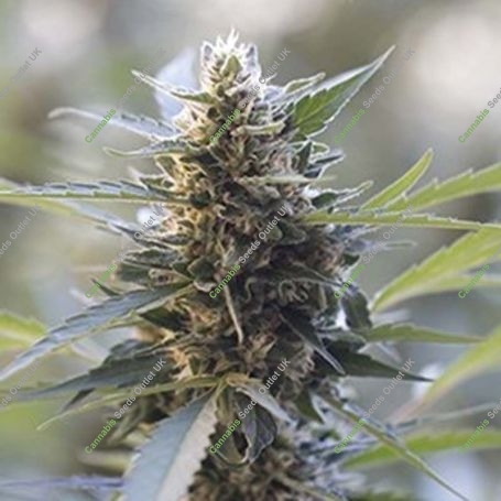 Northern Lights x Skunk Feminized Marijuana Strain by G13 Labs For Sale Online at Cannabis Seeds Outlet