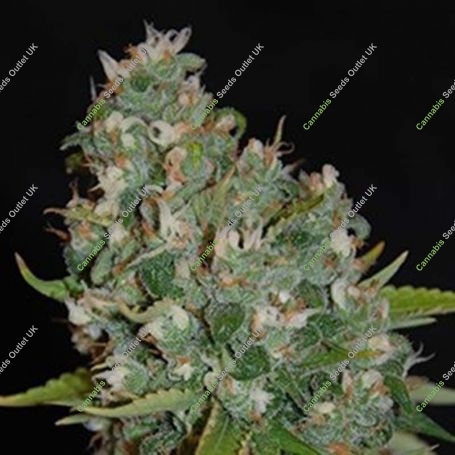 OG13 Feminized Marijuana Strain by G13 Labs For Sale Online at Cannabis Seeds Outlet
