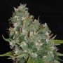 OG13 Feminized Marijuana Strain by G13 Labs For Sale Online at Cannabis Seeds Outlet