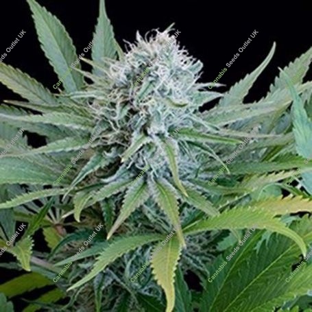 Peach Puree CBD Feminized Marijuana Strain by G13 Labs For Sale Online at Cannabis Seeds Outlet