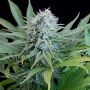 Peach Puree CBD Feminized Marijuana Strain by G13 Labs For Sale Online at Cannabis Seeds Outlet