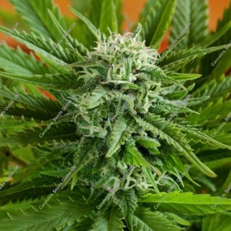 Pineapple Express Auto Feminized Marijuana Strain by G13 Labs For Sale Online at Cannabis Seeds Outlet