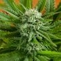 Pineapple Express Auto Feminized Marijuana Strain by G13 Labs For Sale Online at Cannabis Seeds Outlet