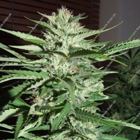 Pineapple Express Feminized Marijuana Strain by G13 Labs For Sale Online at Cannabis Seeds Outlet