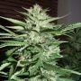 Pineapple Express Feminized Marijuana Strain by G13 Labs For Sale Online at Cannabis Seeds Outlet