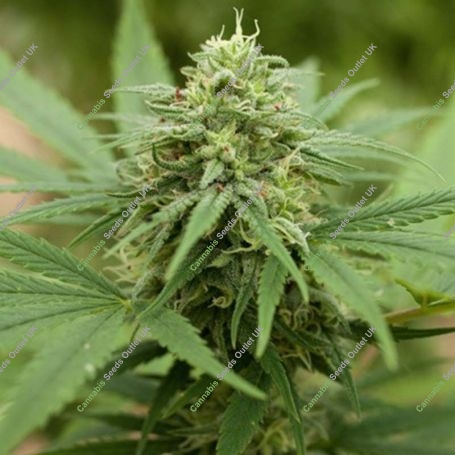 Pineapple Express No.2 Feminized Marijuana Strain by G13 Labs For Sale Online at Cannabis Seeds Outlet