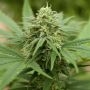 Pineapple Express No.2 Feminized Marijuana Strain by G13 Labs For Sale Online at Cannabis Seeds Outlet