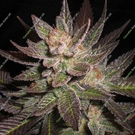 Purple Haze Feminized Marijuana Strain by G13 Labs For Sale Online at Cannabis Seeds Outlet