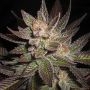 Purple Haze Feminized Marijuana Strain by G13 Labs For Sale Online at Cannabis Seeds Outlet