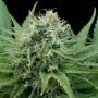 Raw Diesel Feminized Marijuana Strain by G13 Labs For Sale Online at Cannabis Seeds Outlet