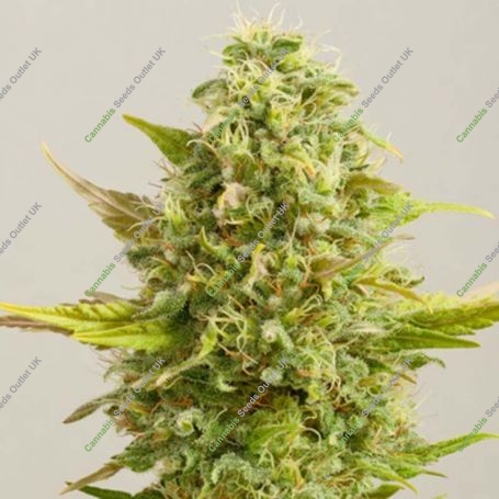 Royal Kush Feminized Marijuana Strain by G13 Labs For Sale Online at Cannabis Seeds Outlet