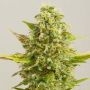 Royal Kush Feminized Marijuana Strain by G13 Labs For Sale Online at Cannabis Seeds Outlet