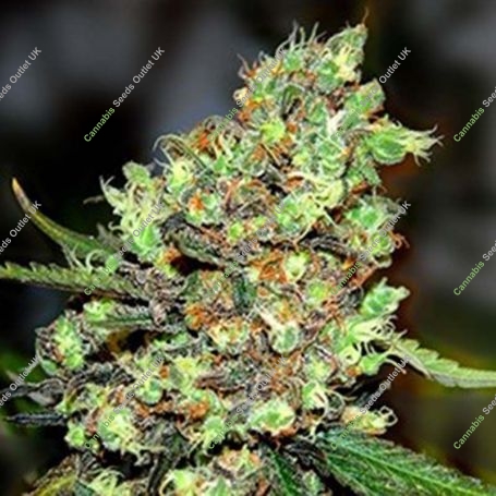 Skunk No.1 Feminized Marijuana Strain by G13 Labs For Sale Online at Cannabis Seeds Outlet