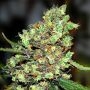 Skunk No.1 Feminized Marijuana Strain by G13 Labs For Sale Online at Cannabis Seeds Outlet