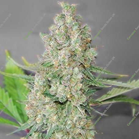 Super Skunk Feminized Marijuana Strain by G13 Labs For Sale Online at Cannabis Seeds Outlet