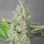 Super Skunk Feminized Marijuana Strain by G13 Labs For Sale Online at Cannabis Seeds Outlet