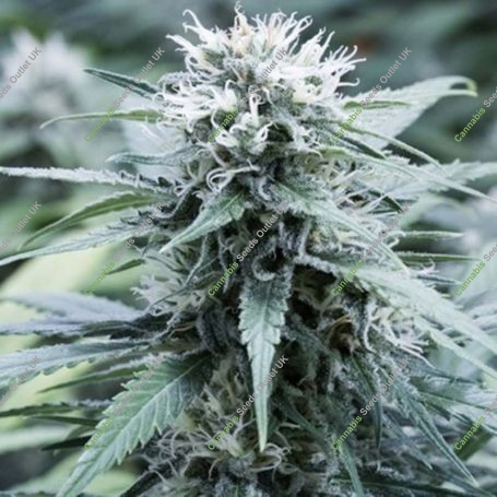 Sweet Amnesia Feminized Marijuana Strain by G13 Labs For Sale Online at Cannabis Seeds Outlet