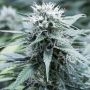 Sweet Amnesia Feminized Marijuana Strain by G13 Labs For Sale Online at Cannabis Seeds Outlet