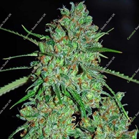 White Critical Feminized Marijuana Strain by G13 Labs For Sale Online at Cannabis Seeds Outlet
