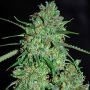 White Critical Feminized Marijuana Strain by G13 Labs For Sale Online at Cannabis Seeds Outlet