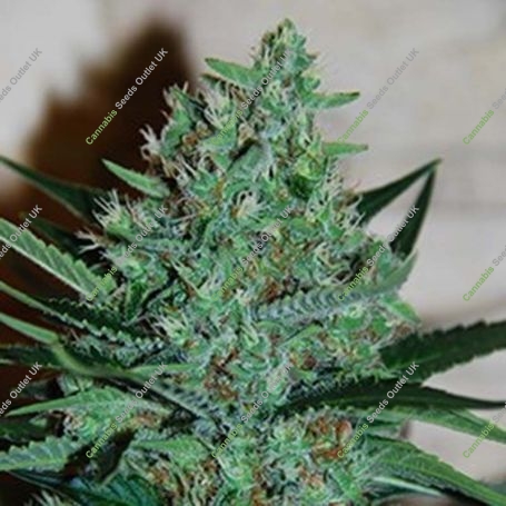 White Lavender Feminized Marijuana Strain by G13 Labs For Sale Online at Cannabis Seeds Outlet