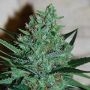 White Lavender Feminized Marijuana Strain by G13 Labs For Sale Online at Cannabis Seeds Outlet