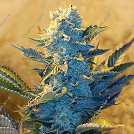 White Widow Feminized Marijuana Strain by G13 Labs For Sale Online at Cannabis Seeds Outlet
