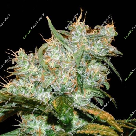 AK Auto Goxuak Feminized Marijuana Strain by Genehtik For Sale Online at Cannabis Seeds Outlet