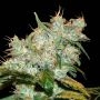 AK Auto Goxuak Feminized Marijuana Strain by Genehtik For Sale Online at Cannabis Seeds Outlet