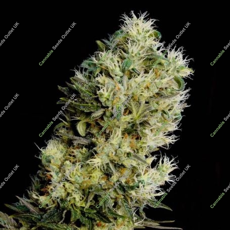 Amnesia Bilbo Auto Feminized Marijuana Strain by Genehtik For Sale Online at Cannabis Seeds Outlet