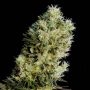 Amnesia Bilbo Auto Feminized Marijuana Strain by Genehtik For Sale Online at Cannabis Seeds Outlet