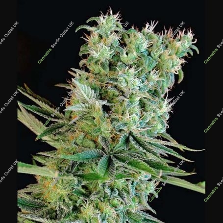 Amnesia Bilbo Feminized Marijuana Strain by Genehtik For Sale Online at Cannabis Seeds Outlet