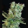 Amnesia Bilbo Feminized Marijuana Strain by Genehtik For Sale Online at Cannabis Seeds Outlet