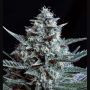 Blubonik Female Genehtik Cannabis Seeds