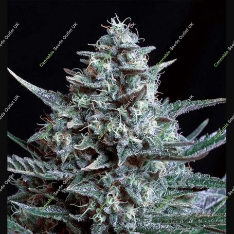 Blubonik Feminized Marijuana Strain by Genehtik For Sale Online at Cannabis Seeds Outlet