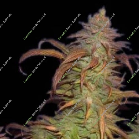 Buruandi Block Head Regular Marijuana Strain by Genehtik For Sale Online at Cannabis Seeds Outlet