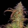 Buruandi Block Head Regular Marijuana Strain by Genehtik For Sale Online at Cannabis Seeds Outlet