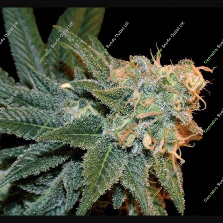 Ese T. Bilbo Auto Feminized Marijuana Strain by Genehtik For Sale Online at Cannabis Seeds Outlet