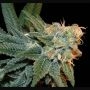 Ese T. Bilbo Auto Feminized Marijuana Strain by Genehtik For Sale Online at Cannabis Seeds Outlet