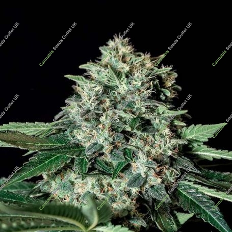 Gorilla Bilbo Feminized Marijuana Strain by Genehtik For Sale Online at Cannabis Seeds Outlet
