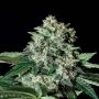 Gorilla Bilbo Feminized Marijuana Strain by Genehtik For Sale Online at Cannabis Seeds Outlet