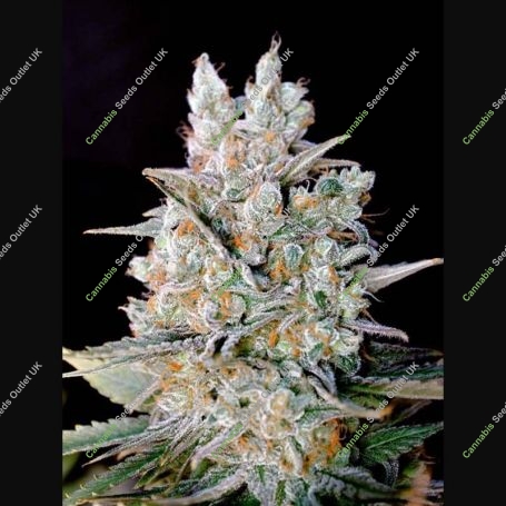 Kritikal Bilbo Auto Feminized Marijuana Strain by Genehtik For Sale Online at Cannabis Seeds Outlet