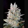 Kritikal Bilbo Auto Feminized Marijuana Strain by Genehtik For Sale Online at Cannabis Seeds Outlet