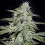Kritikal Bilbo CBD Female Genehtik Cannabis Seeds