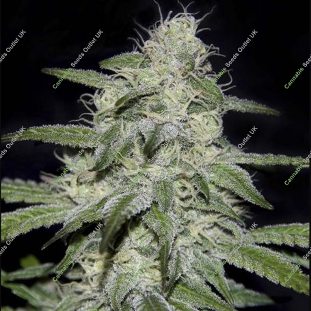 Kritikal Bilbo CBD Feminized Marijuana Strain by Genehtik For Sale Online at Cannabis Seeds Outlet