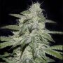 Kritikal Bilbo CBD Feminized Marijuana Strain by Genehtik For Sale Online at Cannabis Seeds Outlet