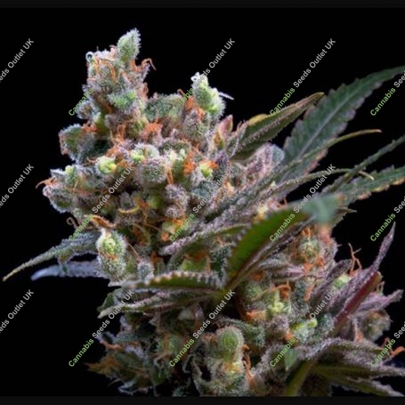 Kritikal Bilbo Feminized Marijuana Strain by Genehtik For Sale Online at Cannabis Seeds Outlet